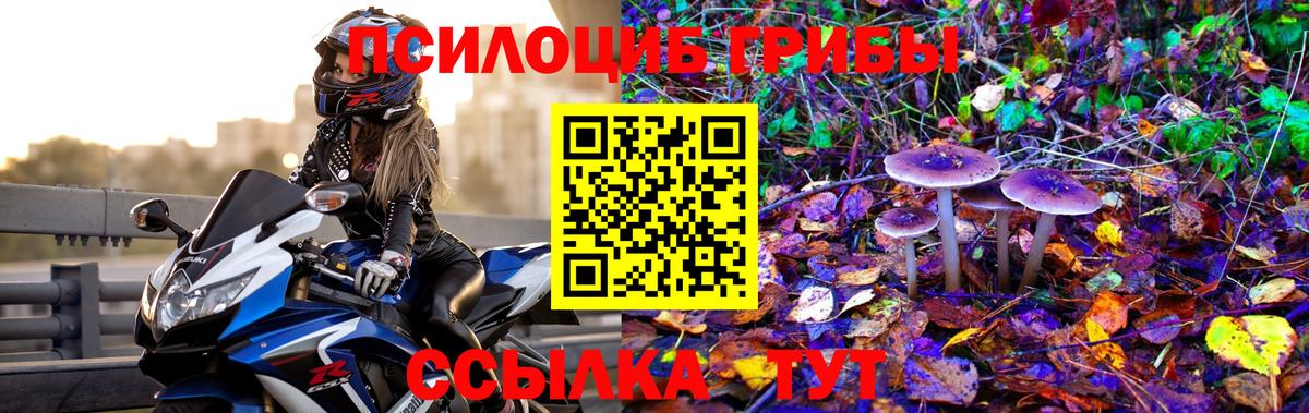 Урюпинск  Псилоцибиновые грибы Psilocybe  Вход с VPN 